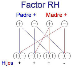 Factor RH, descubierto por Kart Landsteiner.